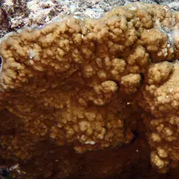 Hump Coral, photo 1
