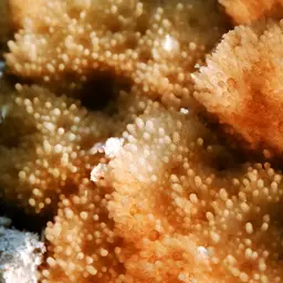 Hump Coral, photo 3