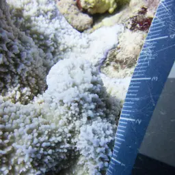Hump Coral, photo 4