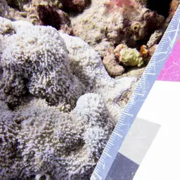 Hump Coral, photo 5