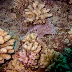 Hump Coral, photo 6