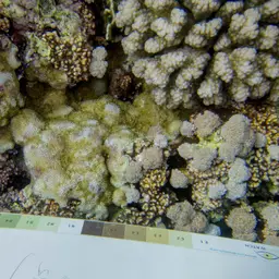 Hump Coral, photo 7