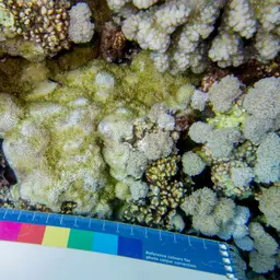 Hump Coral, photo 8