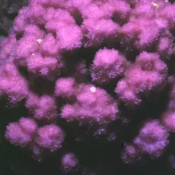 Hump Coral, photo 9