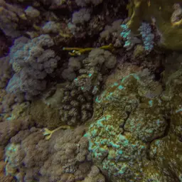 Hump Coral, photo 10
