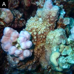 Hump Coral, photo 11