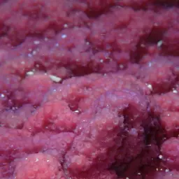 Lumpy Rice Coral, photo 2