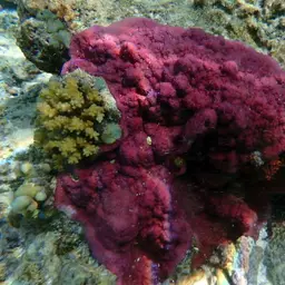 Lumpy Rice Coral, photo 1