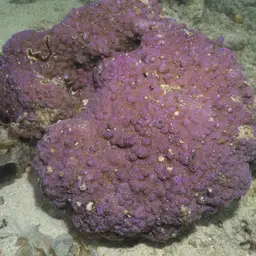 Lumpy Rice Coral, photo 4