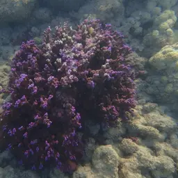 Pore Coral, photo 1
