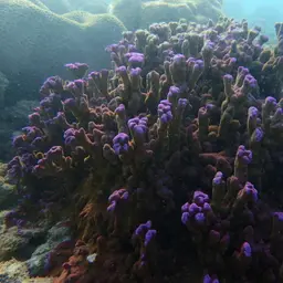 Pore Coral, photo 2