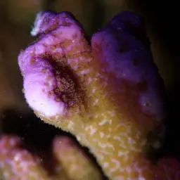 Pore Coral, photo 3