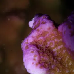 Pore Coral, photo 4