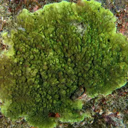 Pore Coral, photo 5
