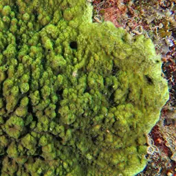 Pore Coral, photo 6