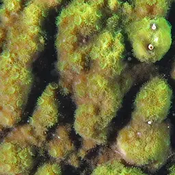 Pore Coral, photo 7