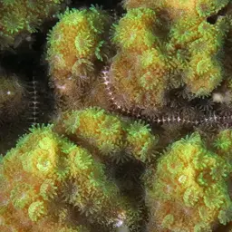 Pore Coral, photo 8