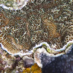 Pore Coral, photo 2