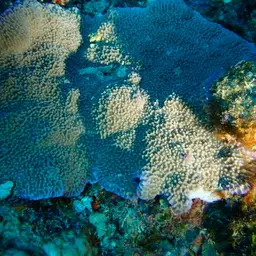 Pore Coral, photo 1