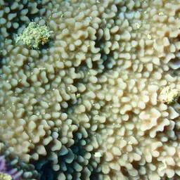 Pore Coral, photo 3