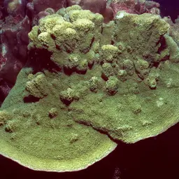 Pore Coral, photo 4