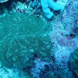 Pore Coral, photo 5