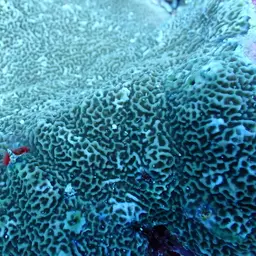 Pore Coral, photo 6