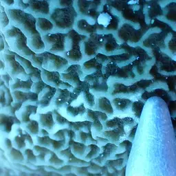 Pore Coral, photo 7