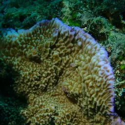 Pore Coral, photo 8