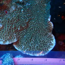 Pore Coral, photo 9