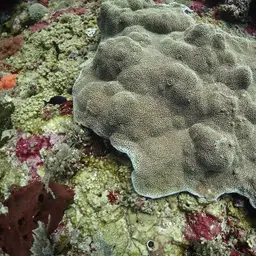 Pore Coral, photo 10