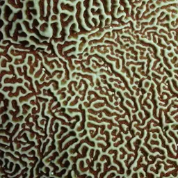 Pore Coral, photo 11