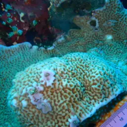 Pore Coral, photo 12