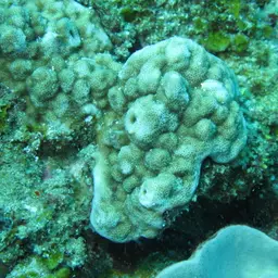 Pore Coral, photo 1
