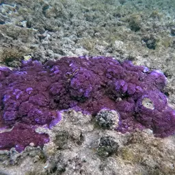 Pore Coral, photo 2