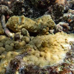 Pore Coral, photo 3