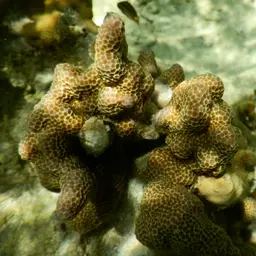 Pore Coral, photo 4