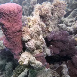 Pore Coral, photo 5