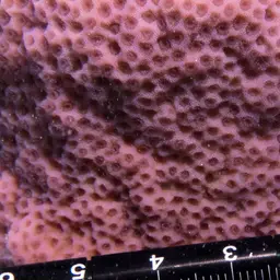 Pore Coral, photo 6
