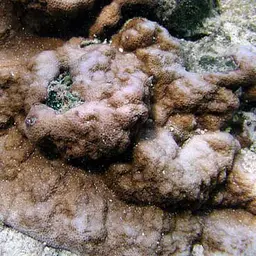 Pore Coral, photo 9