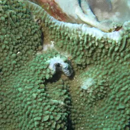 Rice Coral, photo 2