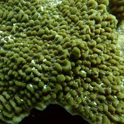 Rice Coral, photo 3