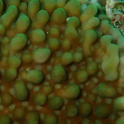Rice Coral, photo 4