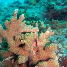 Rice Coral, photo 5