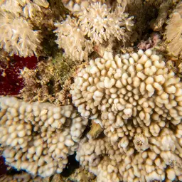 Rice Coral, photo 6