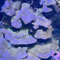 Rice Coral, photo 7