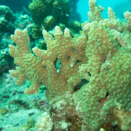 Rice Coral, photo 1