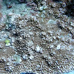 Rice Coral, photo 8