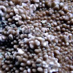Rice Coral, photo 9