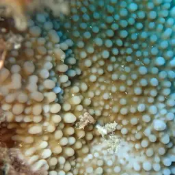 Rice Coral, photo 10